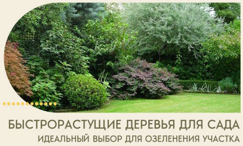 Быстрорастущие деревья для сада идеальный выбор в Каменке