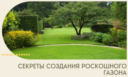 Секреты создания роскошного газона в Каменке