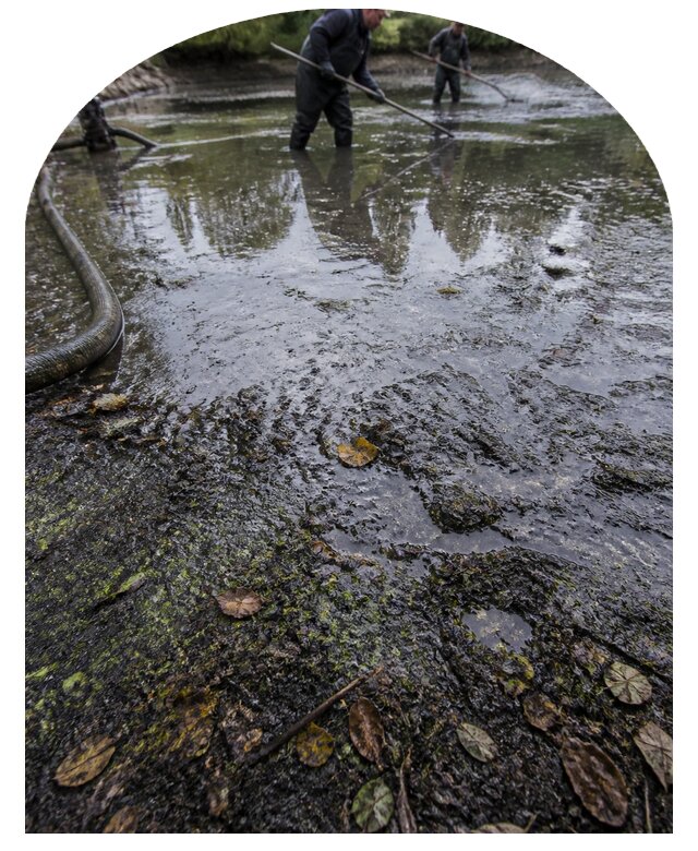 Очистка пруда в Каменке от ила мусора и водорослей с вывозом